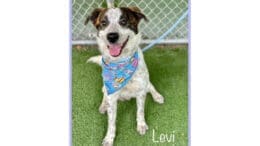 A tri-color Australian cattle dog with a blue cloth and leash