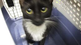 A black/white cat inside a cage, looking sad