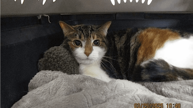 A calico cat inside a cage