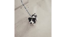 A black/white Jack Russel terrier looking happy with a blue leash