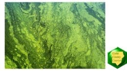 Photo of algae