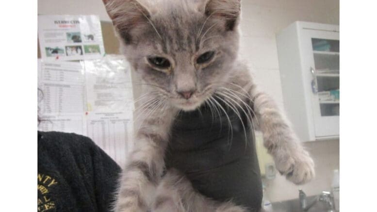 A grey tabby kitten held by someone above