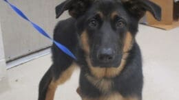 A black/brown shepherd with a blue leash