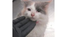 A muted calico/white kitten held on its head by someone