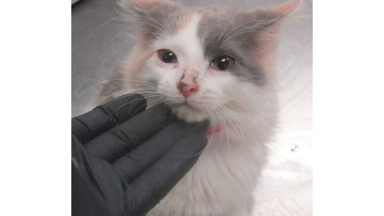 A muted calico/white kitten held on its head by someone
