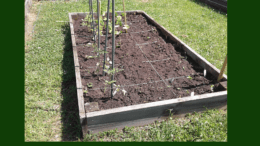 Vegetable bed at AW Matthews for article on fight against childhood obesity (photo courtesy of A.W. Matthews Boys and Girls Club)