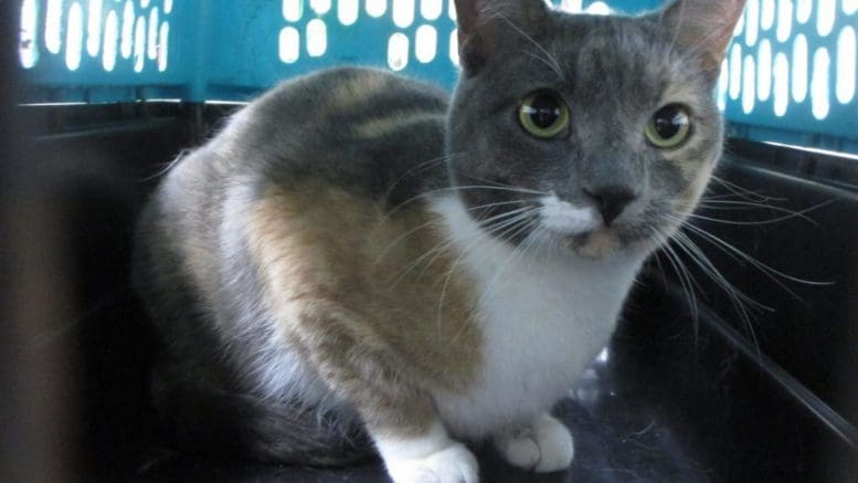 A muted calico cat inside a blue cage