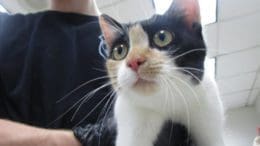 A man holding a calico cat