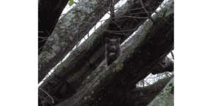 A gray feral cat high in a tree