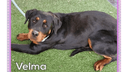 A black tan rottweiler laying down