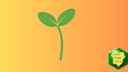 Drawing of a seedling