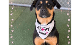 A black/tan rottweiler with a white scarf, sitting on the grass field