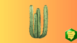 A cluster of cacti
