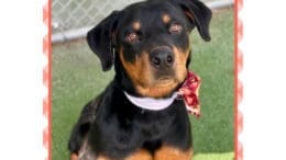 A black/brown rottweiler sitting on grass